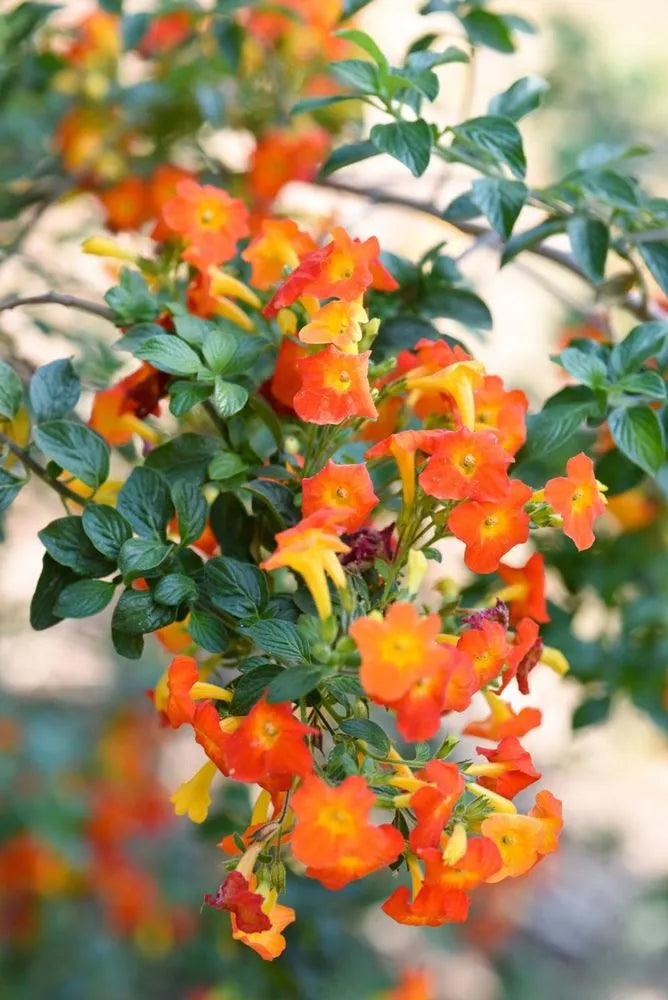 Streptosolen Flower seeds for Planting Wildflower Mix Heirloom & GMO Free Seeds for Home Garden