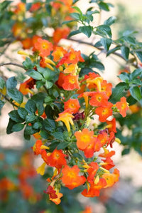Streptosolen Flower seeds for Planting Wildflower Mix Heirloom & GMO Free Seeds for Home Garden