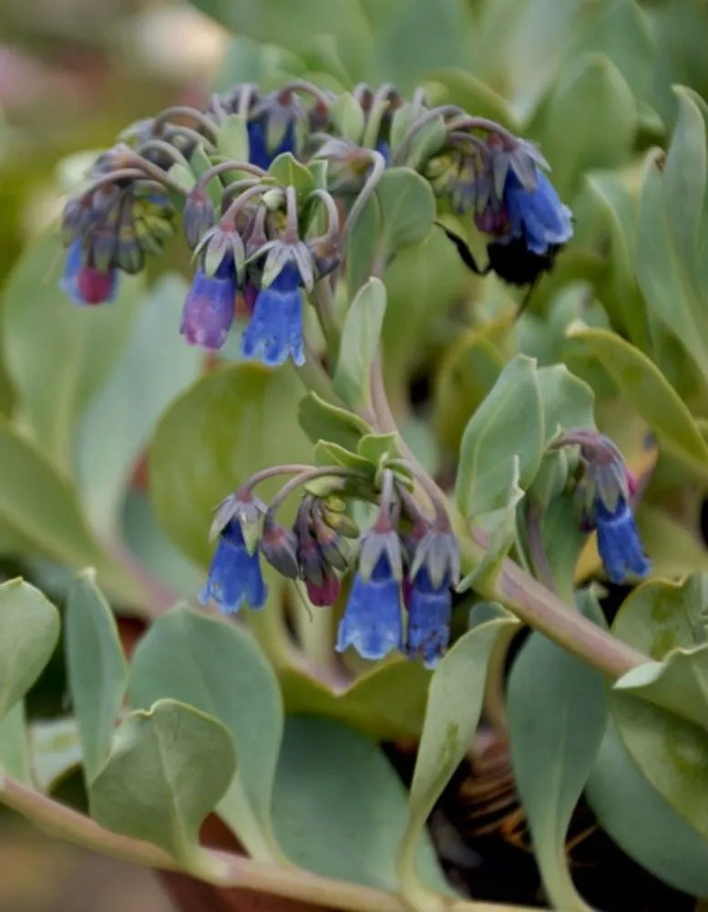 Mertensia Maritima Flower seeds for Planting - Perfect for Borders, Heirloom & GMO Free Seeds for Home Garden