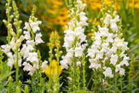 Forking Larkspur King Salmon Seeds for Beautiful, Tall Flowers in Your Garden