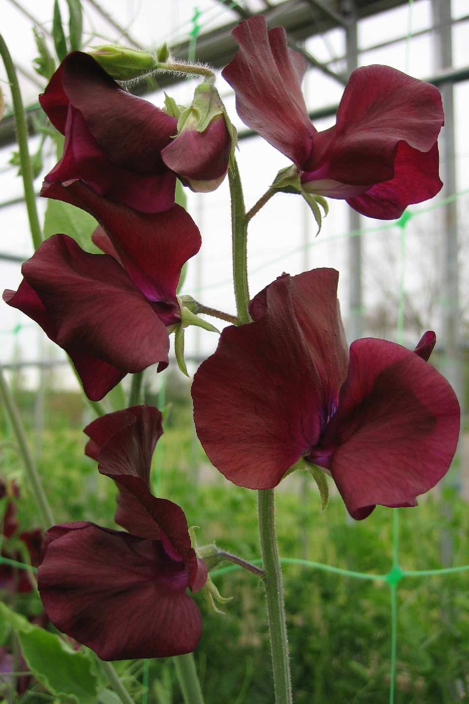 Sweet Pea Winter Elegance Burgundy – Elegant Climbing Flower Seeds
