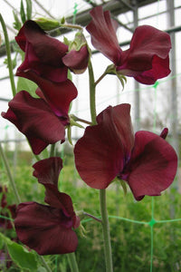 Sweet Pea Winter Elegance Burgundy – Elegant Climbing Flower Seeds