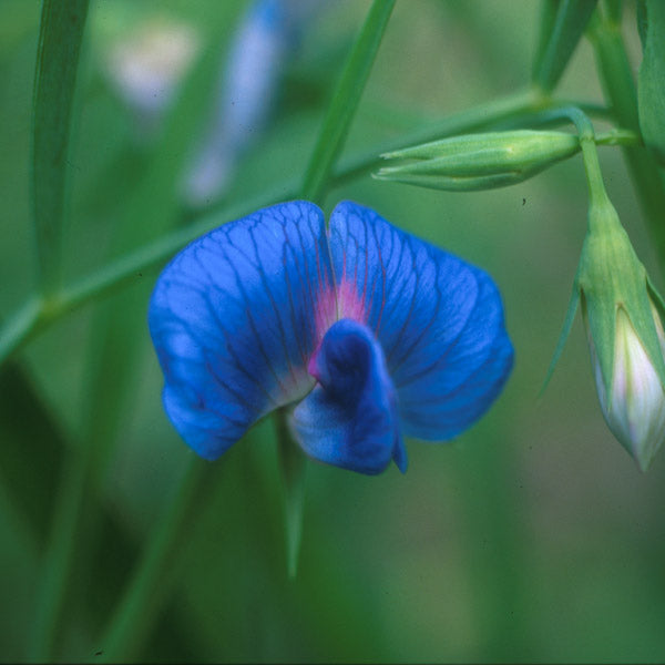 Blue Lathyrys Satuvys Flower seeds for Planting - Perfect for Borders, Heirloom & GMO Free Seeds for Home Garden