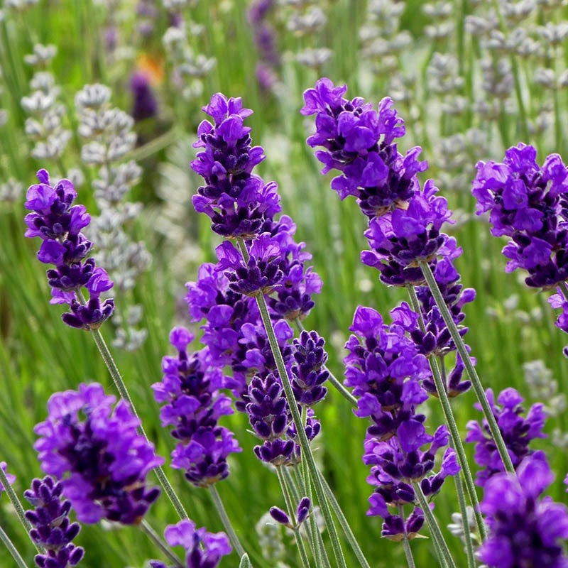 Violet Lavender Flower seeds for Planting - Bright Blooms, Heirloom & GMO Free Seeds for Home Garden