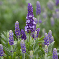 Blue Angustifolia Flower seeds for Planting - Hardy Variety, Heirloom & GMO Free Seeds for Home Garden