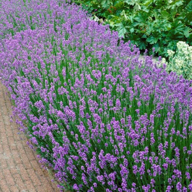 Blue Lavendula Munstead Flower seeds for Planting - Easy to Grow, Heirloom & GMO Free Seeds for Home Garden