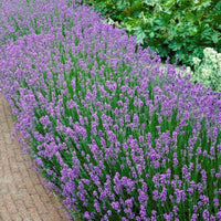 Blue Lavendula Munstead Flower seeds for Planting - Easy to Grow, Heirloom & GMO Free Seeds for Home Garden