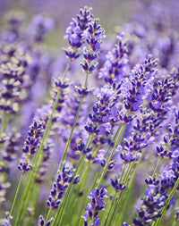 Purple Lavender Flower seeds for Planting Drought Tolerant Heirloom & GMO Free Seeds for Home Garden
 
 Sale