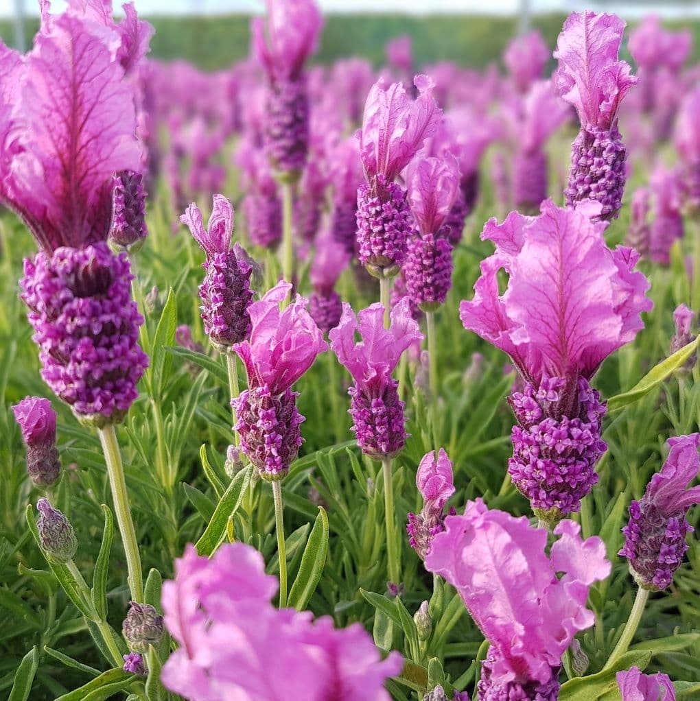 Pink Lavender Flower seeds for Planting Pollinator Friendly Heirloom & GMO Free Seeds for Home Garden
 
 Sale