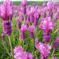 Pink Lavender Flower seeds for Planting Pollinator Friendly Heirloom & GMO Free Seeds for Home Garden
 
 Sale