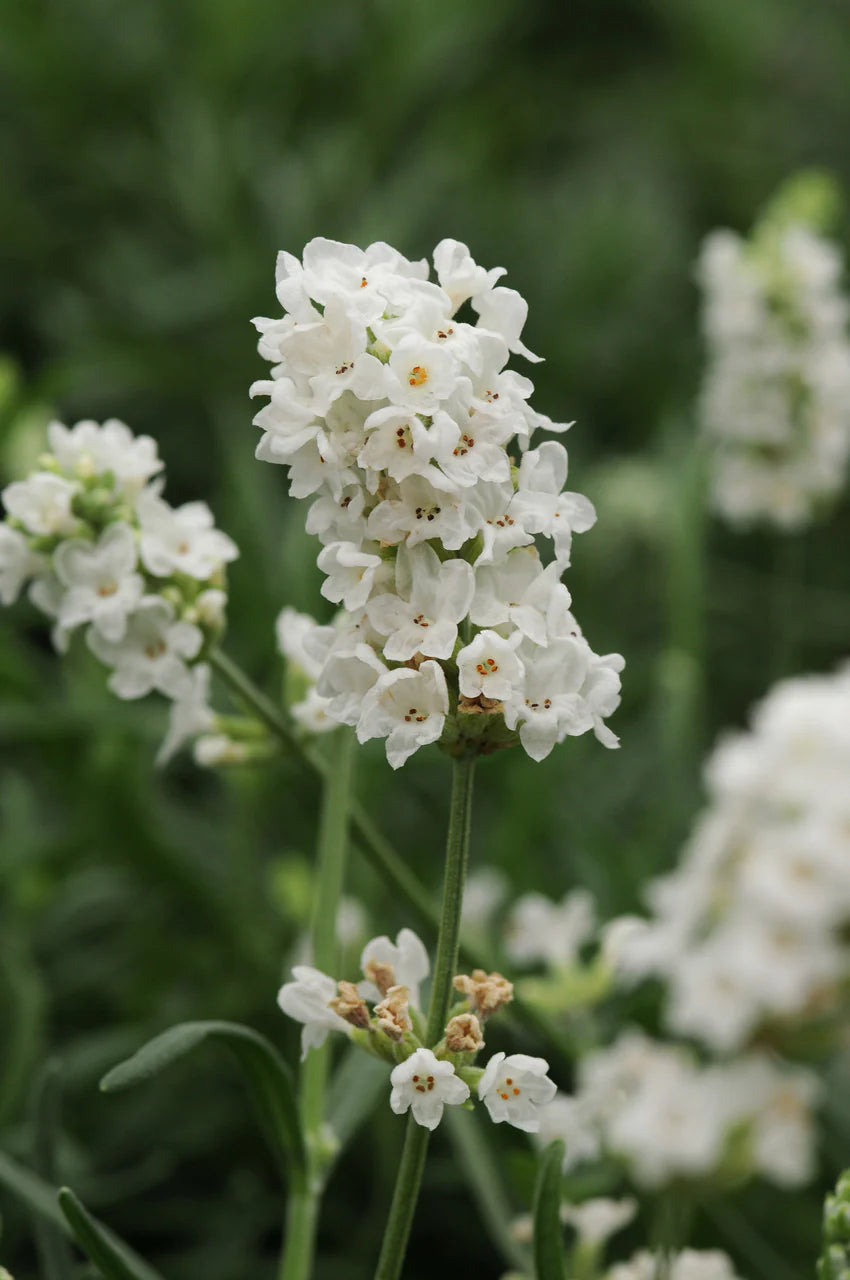 White Lavender Flower Seeds for Garden Hardy Variety Heirloom & GMO Free Seeds for Home Garden
 
 Sale