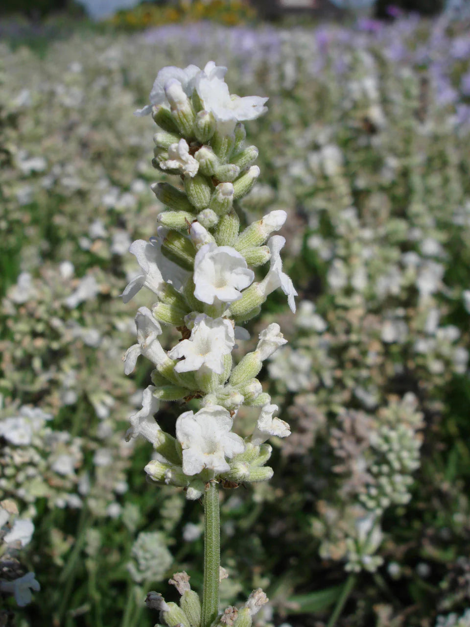 Ellagance Flower seeds for Planting Wildflower Mix Heirloom & GMO Free Seeds for Home Garden