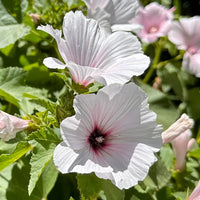 Pink Lavatera Trimestris Flower seeds for Planting - Seasonal Bloomer, Heirloom & GMO Free Seeds for Home Garden