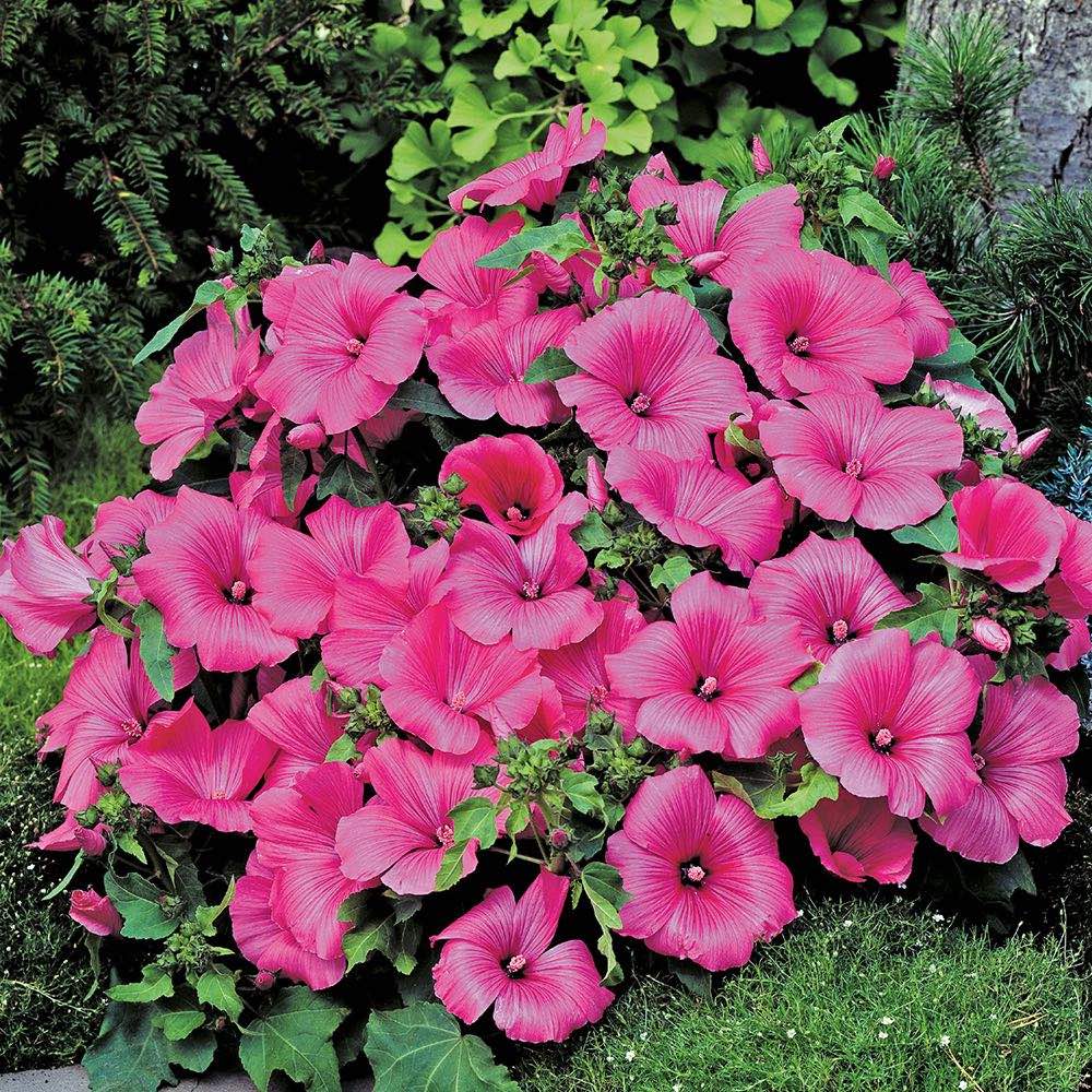 White Pink Lavatera Flower Seeds for Planting  Seed for Lush Blooms, Perfect for Elegant Garden Displays