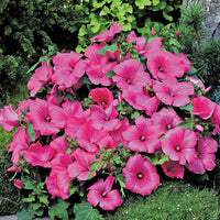 Pink Lavatera Flower seeds for Planting Easy to Grow Heirloom & GMO Free Seeds for Home Garden
 
 Sale