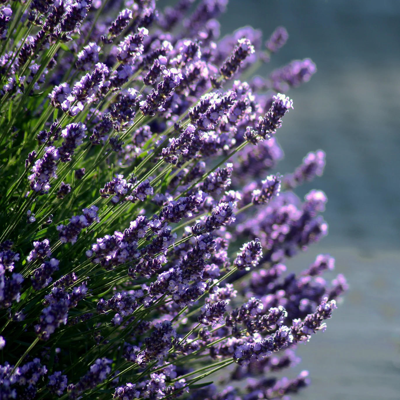Blue Lavender Munstead Seeds for Planting