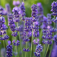 Fragrant Lavender Seeds for Planting Beautiful Flowers