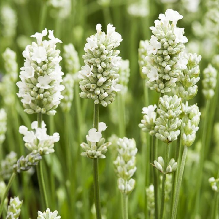 Provence Lavender White Flower seeds for Planting - Sun Loving, Heirloom & GMO Free Seeds for Home Garden