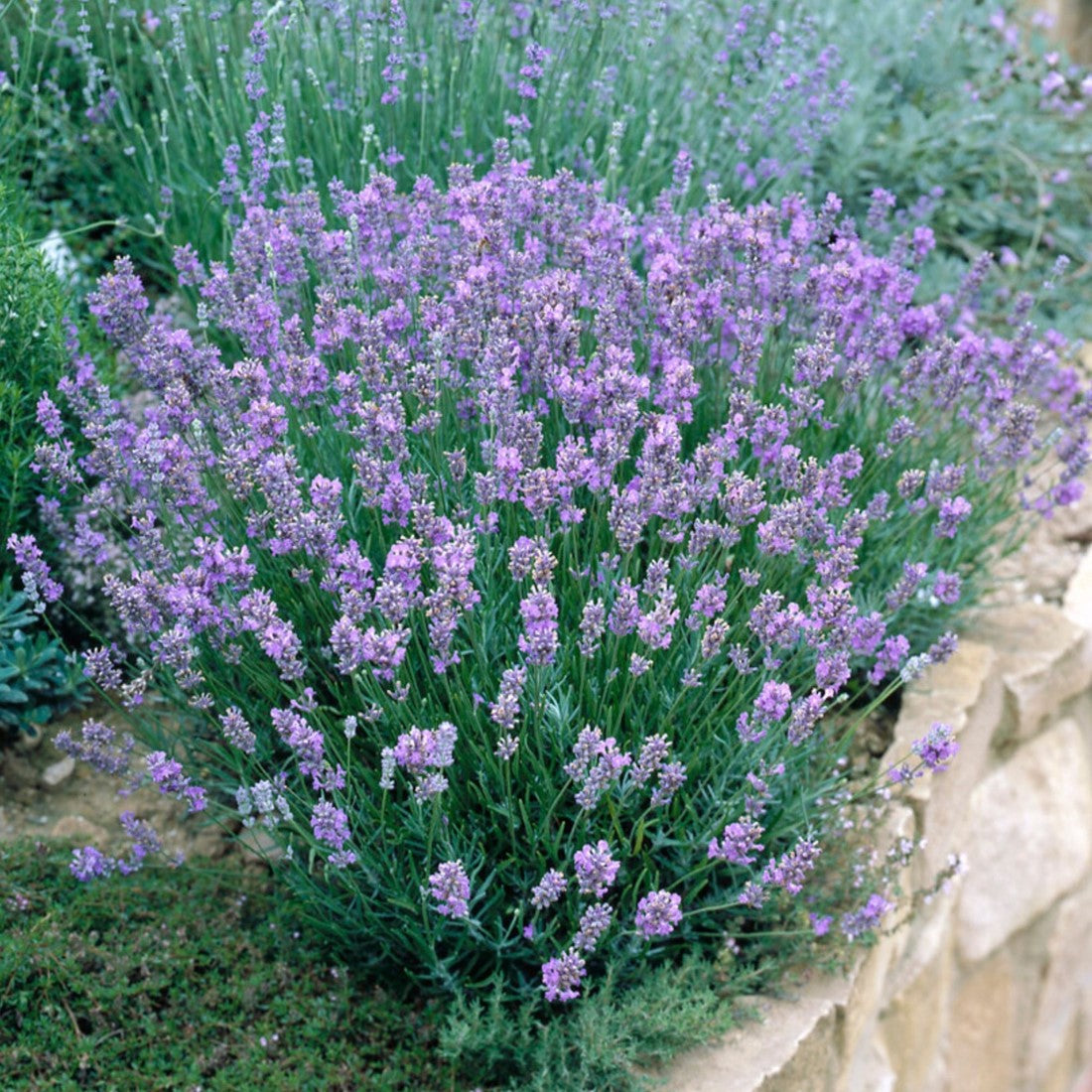 Blue Angustifolia Flower seeds for Planting - Hardy Variety, Heirloom & GMO Free Seeds for Home Garden