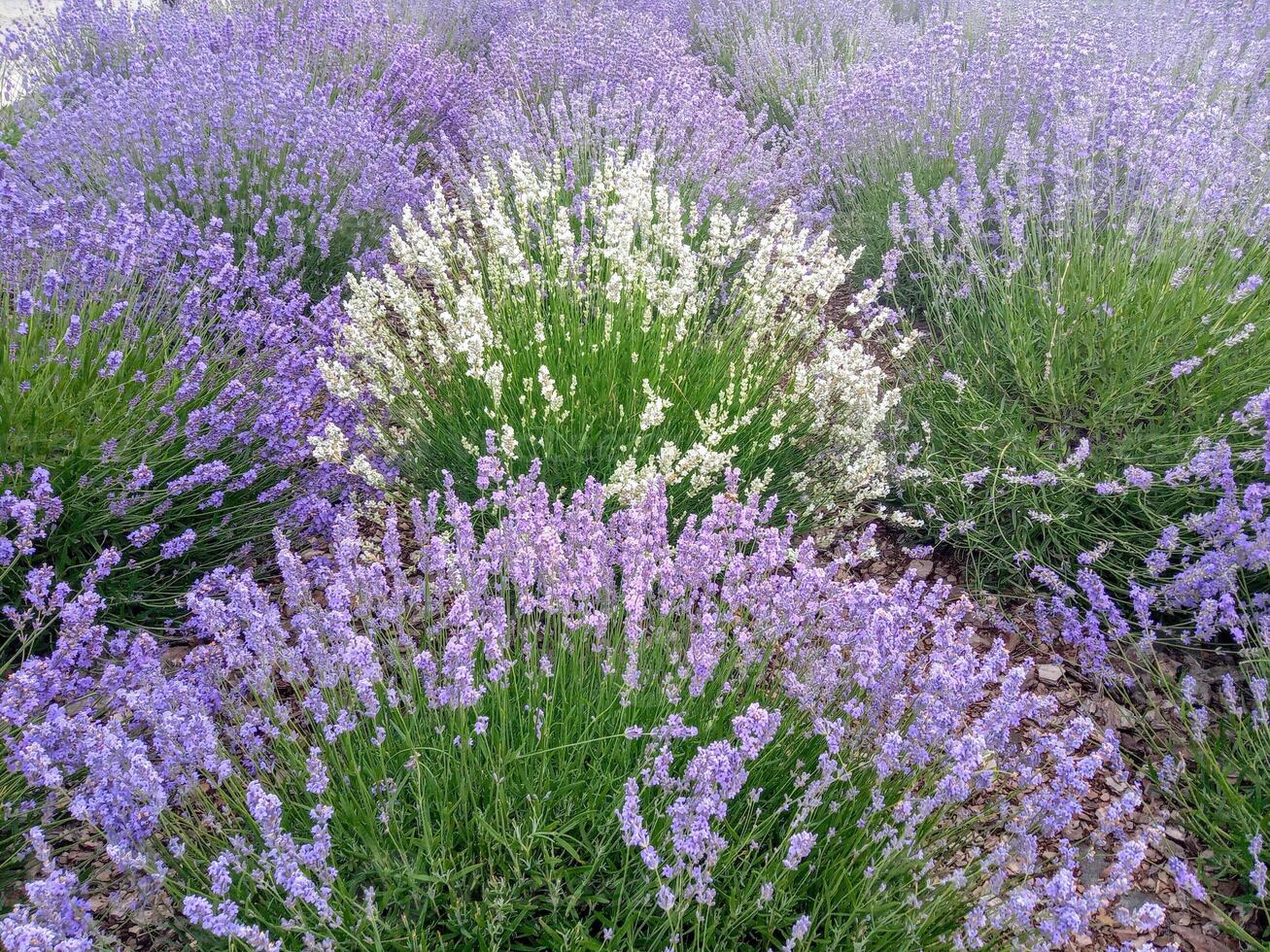 Provence Lavender White Flower seeds for Planting - Sun Loving, Heirloom & GMO Free Seeds for Home Garden
