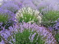Provence Lavender White Flower seeds for Planting - Sun Loving, Heirloom & GMO Free Seeds for Home Garden
