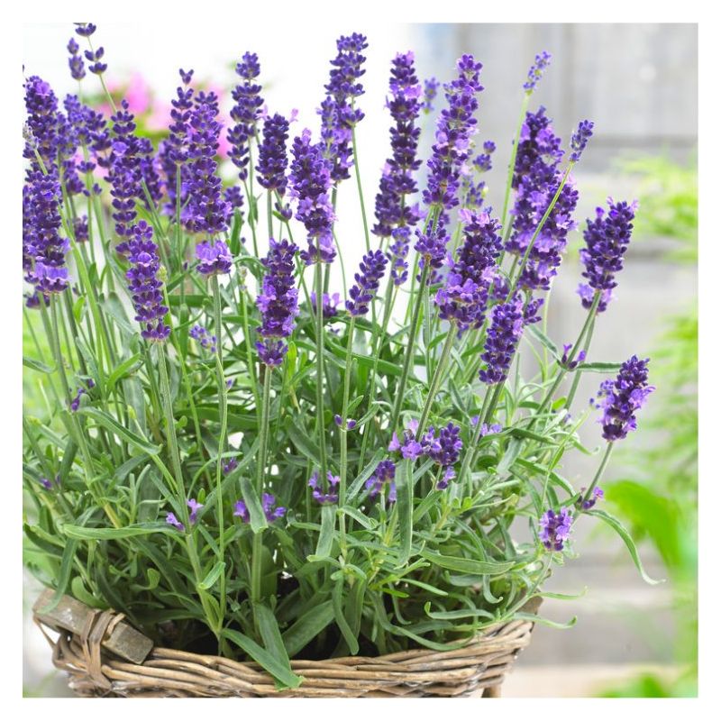 Violet Lavender Flower seeds for Planting - Bright Blooms, Heirloom & GMO Free Seeds for Home Garden
