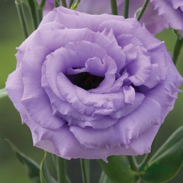 Lavender Eustoma (Lisianthus) Flower seeds for Planting - Compact Growth, Heirloom & GMO Free Seeds for Home Garden