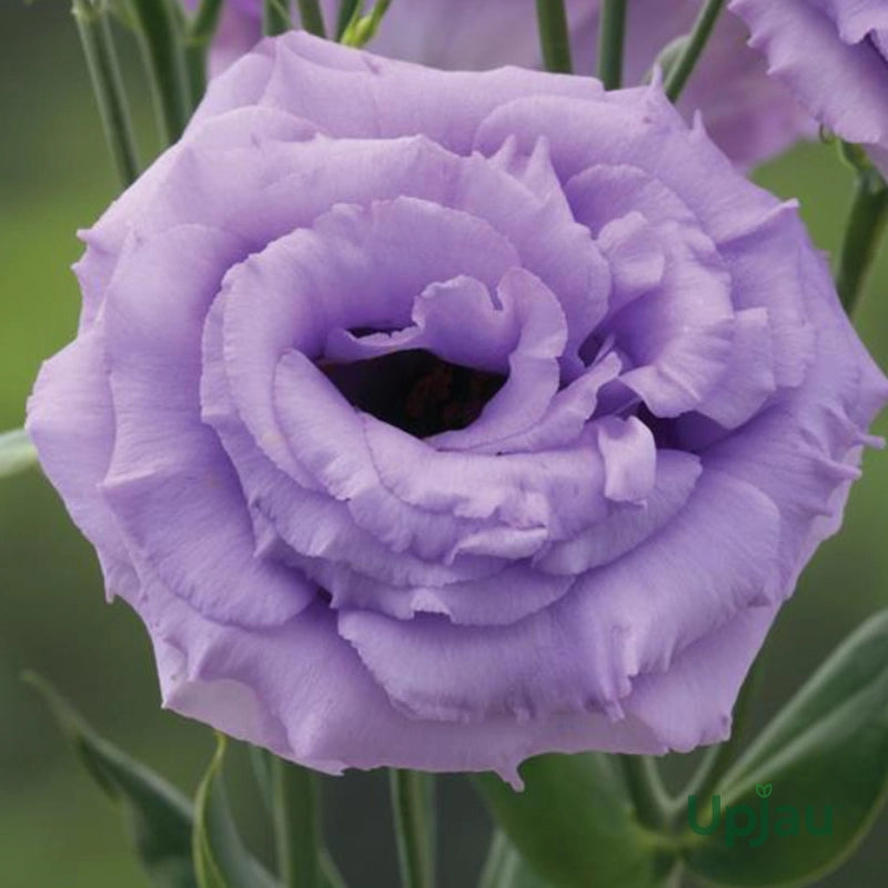 Purple Lisianthus Flower seeds for Planting Drought Tolerant Heirloom & GMO Free Seeds for Home Garden 
 
 Sale