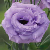 Purple Lisianthus Flower seeds for Planting Drought Tolerant Heirloom & GMO Free Seeds for Home Garden 
 
 Sale
