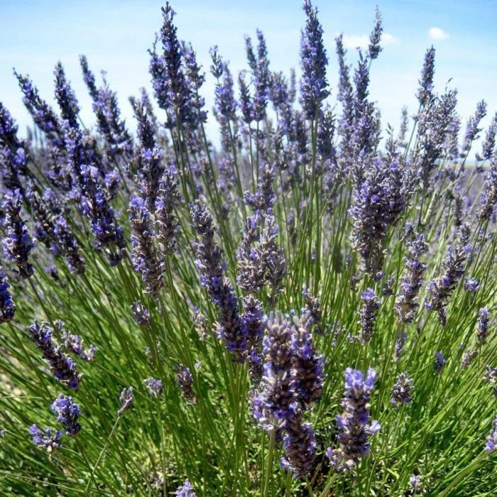 Provence Lavender Seeds for Planting - Multicolor Blooms for Fragrant Gardens