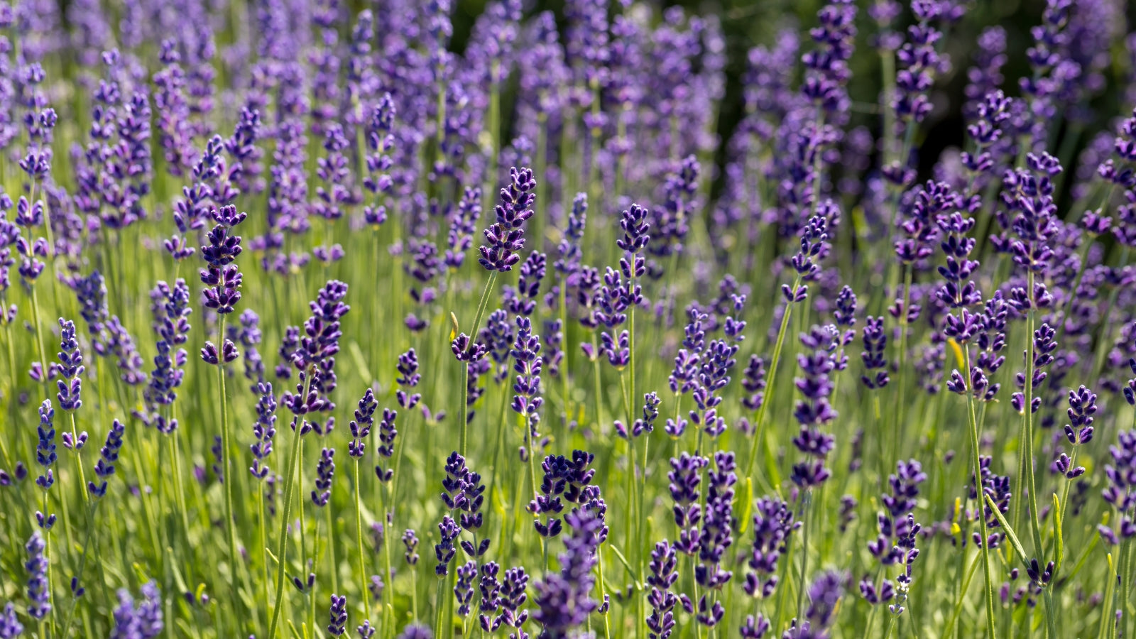 Munstead Lavender Flower Seeds for Planting - Grow Beautiful Lavender in Your Garden