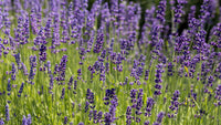 Munstead Lavender Flower Seeds for Planting - Grow Beautiful Lavender in Your Garden
