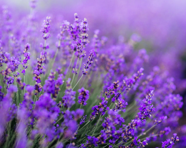 Lavender Fragrant Flower seeds for Planting Low Maintenance Heirloom & GMO Free Seeds for Home Garden 
 
 Sale