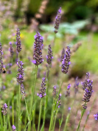 Lavender Fargo Flower seeds for Planting - Hardy Variety, Heirloom & GMO Free Seeds for Home Garden