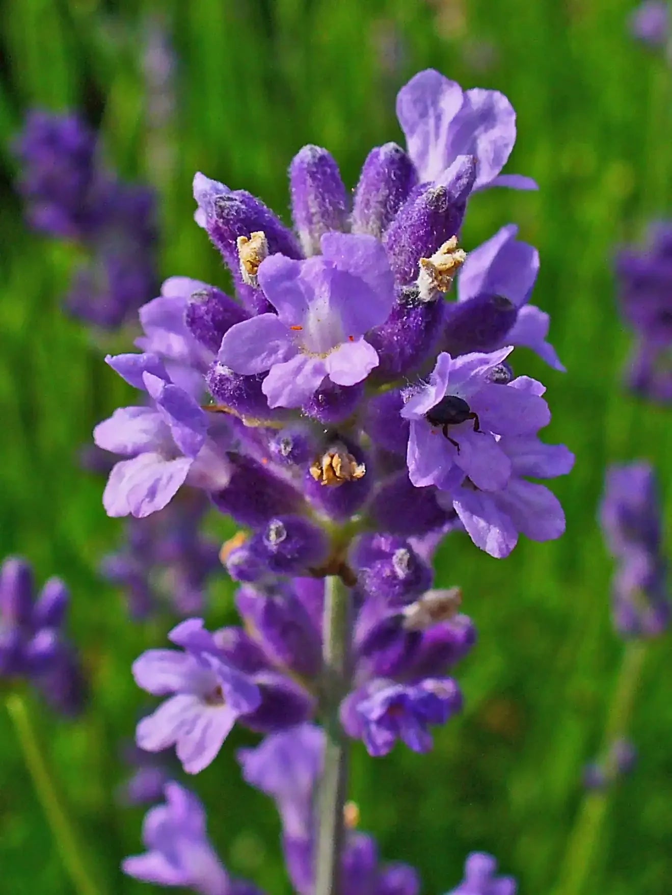 Lavendula Angustifolia Flower seeds for Planting Sun Loving Heirloom & GMO Free Seeds for Home Garden 
 
 Sale