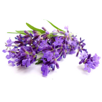White Lavender Flower Seeds for Planting Garden Favorite Heirloom & GMO Free Seeds for Home Garden
 
 Sale