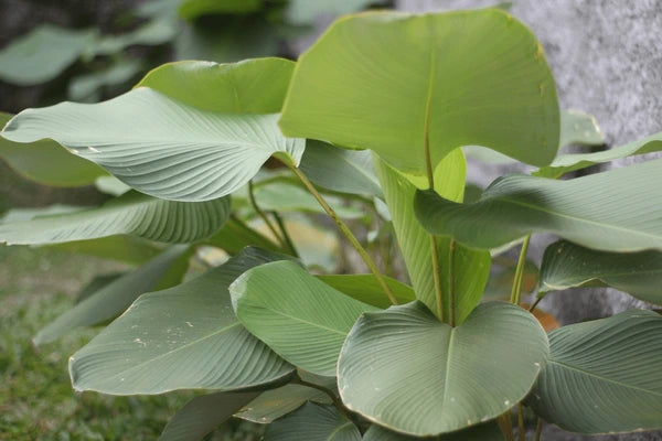 Cream Green Calathea Lutea Flower seeds for Planting - Vibrant Colors, Heirloom & GMO Free Seeds for Home Garden