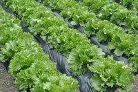 Leafy Green Salad plant grown from seeds