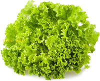 Leafy green lettuce plants growing in a garden