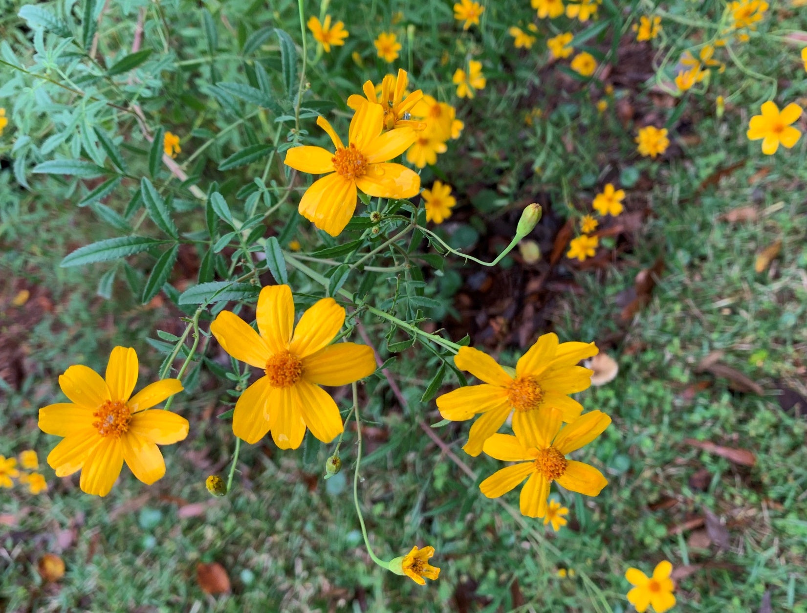 Yellow Lemmon Marigold Flower seeds for Planting Hardy Variety Heirloom & GMO Free Seeds for Home Garden 
 
 Sale