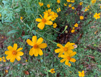 Yellow Lemmon Marigold Flower seeds for Planting Hardy Variety Heirloom & GMO Free Seeds for Home Garden 
 
 Sale