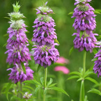 Violet Lemon Bee Flower seeds for Planting Cut Flower Favorite Heirloom & GMO Free Seeds for Home Garden 
 
 Sale