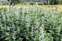 Aromatic foliage of Lemon Lemony Catnip herb