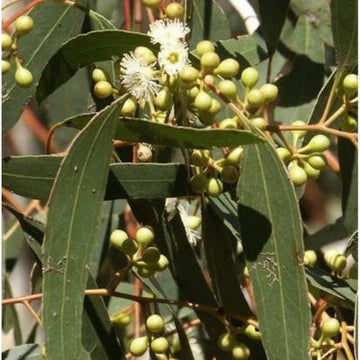 Lemon Eucalyptus seeds Corymbia citriodora ornamental tree