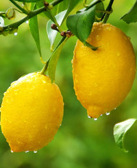 Non-GMO lemon seeds for planting in home gardens