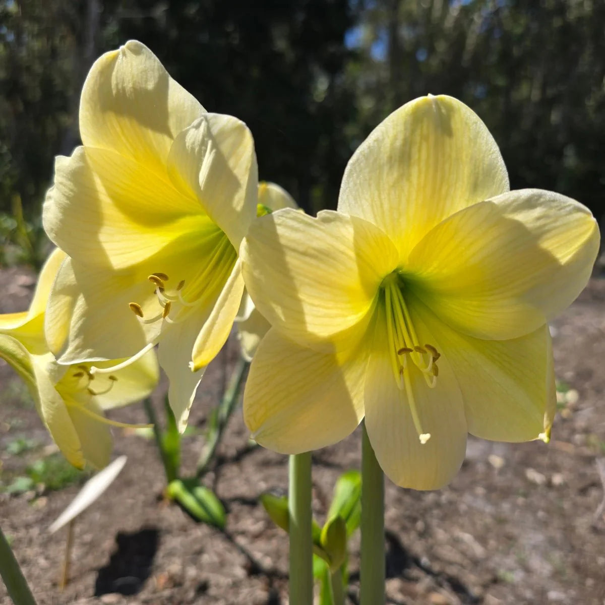 Yellow Amaryllis Flower Seeds Wildflower Mix Heirloom & GMO Free Seeds for Home Garden
 
 Sale