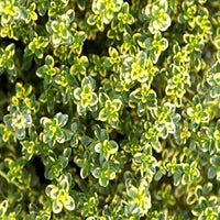 Lemon & Thyme mix flowers attracting bees and pollinators
