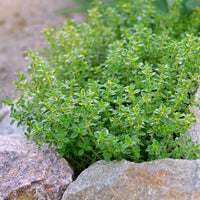 Lemon & Thyme seed mix ornamental herb blend