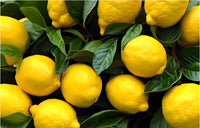 Young lemon tree growing in a garden container