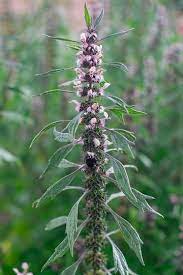 Leonurus cardiaca growing in full sun garden bed